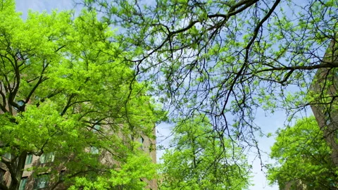 View of Trees in a Park with Blue Sky Stock Footage 277423510