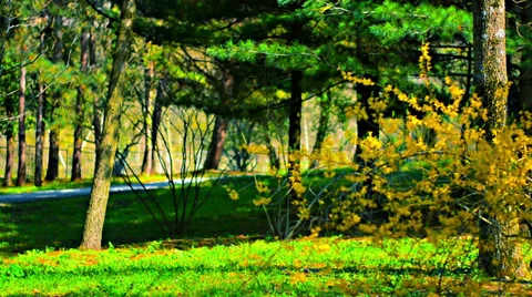 View of the trees park Video stock 37805691