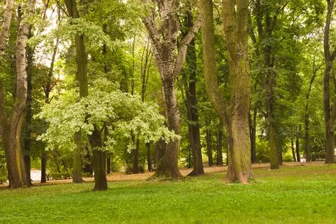 View with trees in the park. Stock Photos