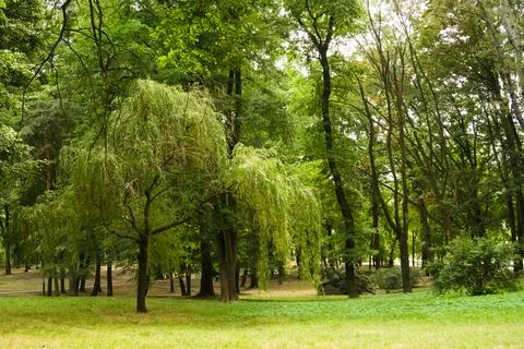 View with trees in the park. Stock Photos