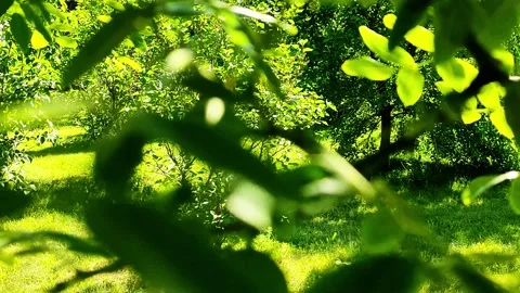 View of the trees in the park through the foliage Stock-Footage 155440571