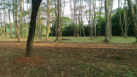 View of trees in the pine forest Stock-Fotos