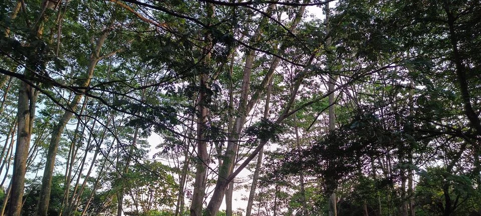 View of trees in the pine forest 스톡 사진