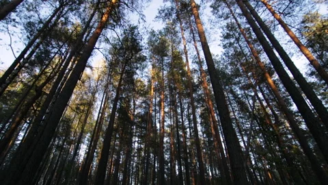 View on trees in pine-spruce forest at evening Stock Footage 95919197