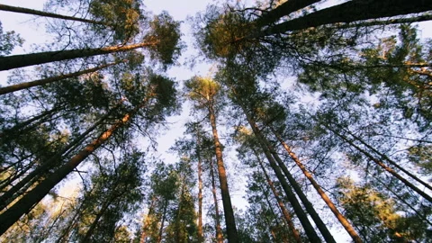 View on trees in pine-spruce forest at evening POV shot Stock Footage 95952867