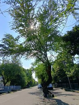 View of trees on roadside Stock Photos