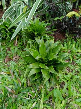 View of trees on roadside Stock Photos