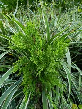 View of trees on roadside Stock Photos