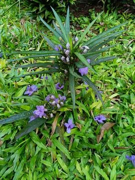 View of trees on roadside Stock Photos