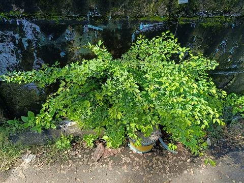 View of trees on roadside Stock Photos