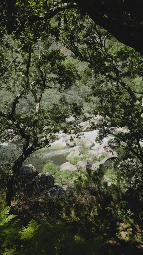View from the trees of a rocky area with a river flowing between mountains Vídeos de archivo 295065154