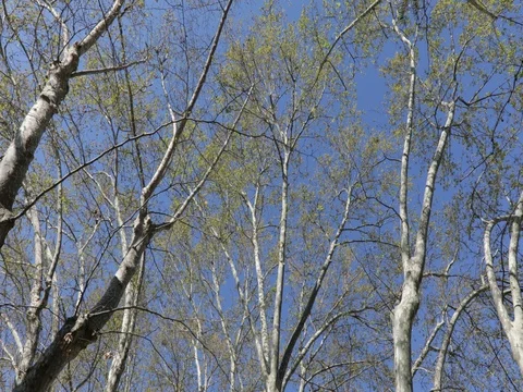 View of the trees in Rome, in a blue sky Stock Footage 73995120