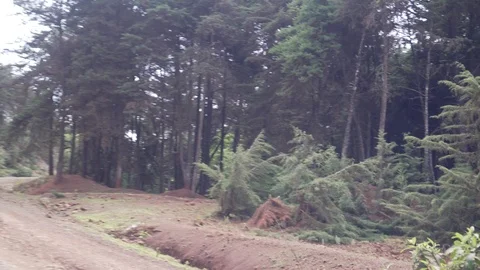 View of Trees on the side of a road Stock Footage 109488230