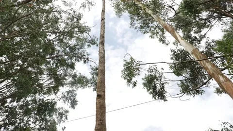 View of trees with sky in the background Video stock 156962994