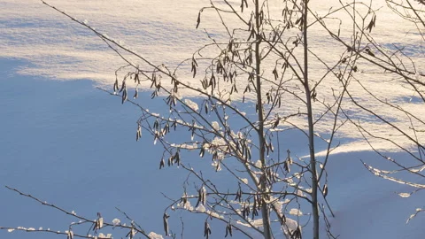 The view of the trees with the snow on it Stock Footage 151797492