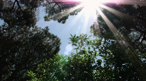 A View of Trees with Sunlight Flare. Video stock 68634869