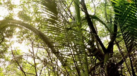 View In The Trees - Sunlight Shines Through Leaves Stock Footage 36573839