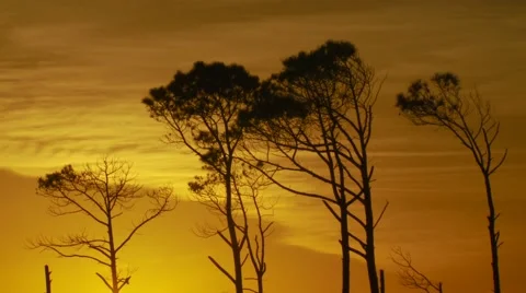View of trees at sunset Stock Footage 55571501