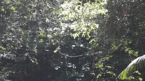 View of trees with their leaves moving in the wind 動画素材 104311723