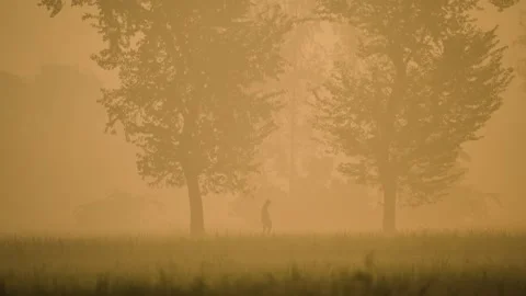 View of trees in thick golden fog, Bangladesh. Vídeos de archivo 335616367