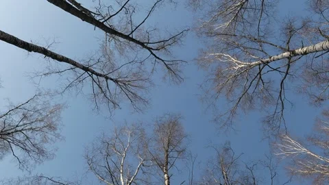 View Of The Trees Vertically Up - Rotation Slowmo Vídeo Stock 266802064