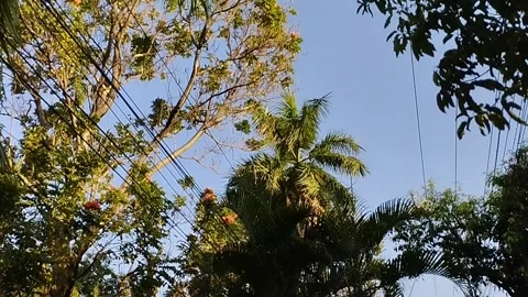 The view of the trees is very beautiful Stock Footage 212800659