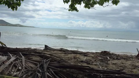 View from the trees while pelicans fly over beautiful ocean beach Stock Footage 280398531
