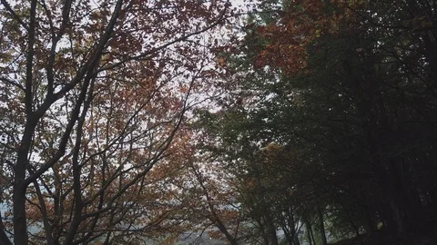 View of the trees while walking through the autumn forest. Madeira island Stock Footage 116988186
