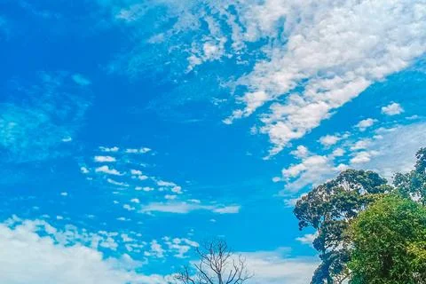 The view of trees with white clouds and a clear and beautiful blue sky Stock Photos