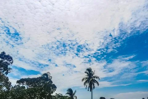 The view of trees with white clouds and a clear and beautiful blue sky 库存照片