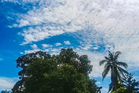 The view of trees with white clouds and a clear and beautiful blue sky Stock Photos
