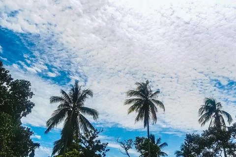 The view of trees with white clouds and a clear and beautiful blue sky Stock Photos