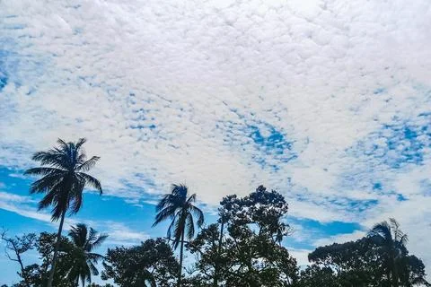 The view of trees with white clouds and a clear and beautiful blue sky Stock Photos