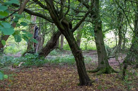 View of Trees in a wood Stock Photos