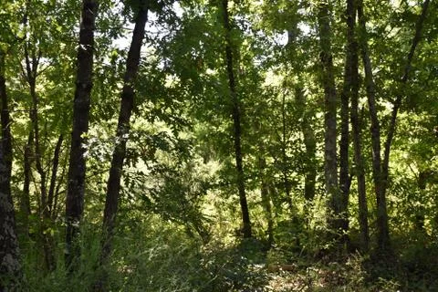 View of trees in the woods  스톡 사진