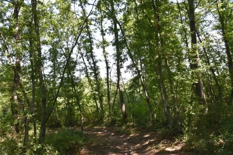  View of trees in the woods  Foto stock