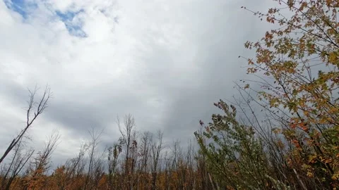 View of trees, with yellow leaves, being blown by the wind, in autumn, 動画素材 167671962