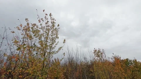 View of trees, with yellow leaves, being blown by the wind, in autumn Stock Footage 167671992