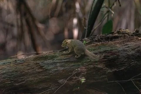 View of treeshrew, a small mammal native to southeast asian forests Stock Photos