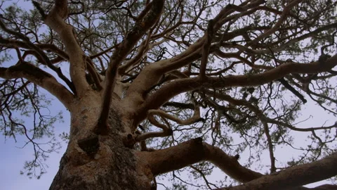 View of the treetop Video stock 149759147