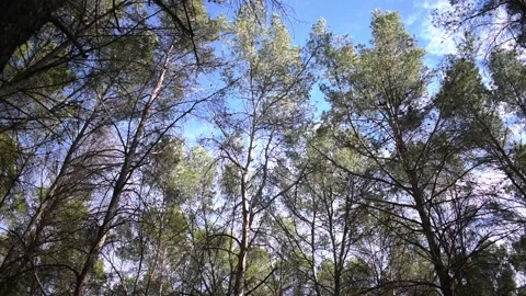 View of the treetops and sky Stock Footage 153035855