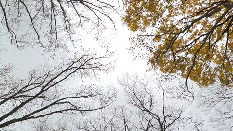 View of treetops in autumn park, circular motion Stock Footage 319914912