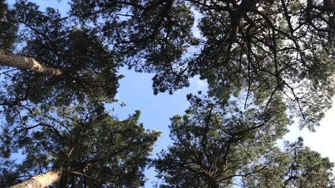 View of the treetops moving slowly in the wind Stock Footage 126105866