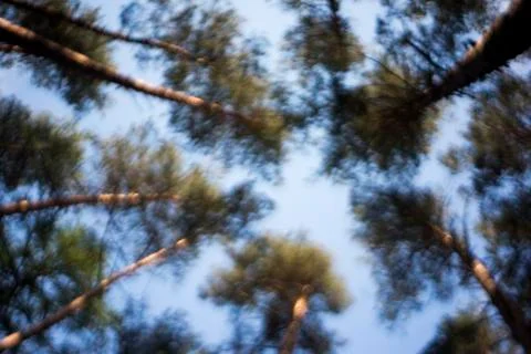 A view up to the treetops. Stock Photos