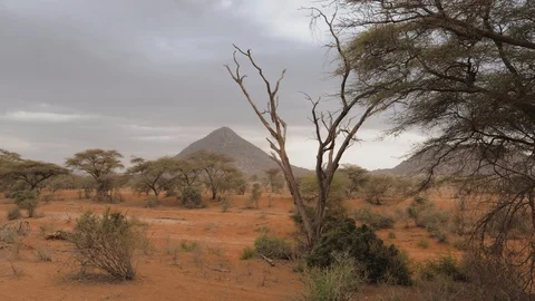 View Of The Triangular Mountain In The Desert With Red Sand And Acacia Trees Vidéo 97975760