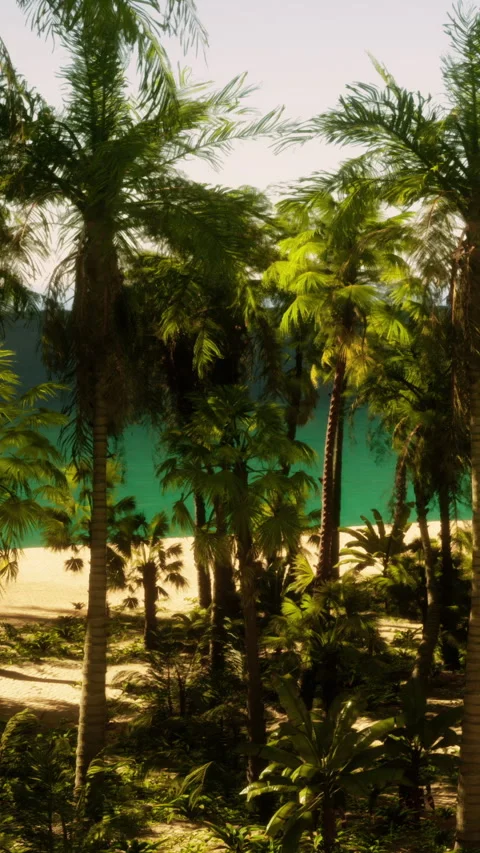 View of tropical beach with palm trees and blue water in the background Stock Footage 339100376