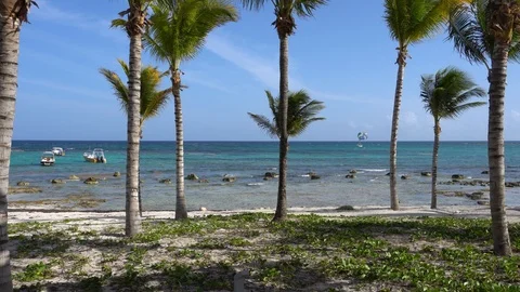 View of tropical beach through coconut palm trees. Tourists ride parasailing Stock Footage 89914365