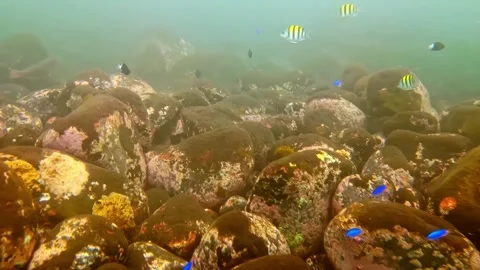 View of tropical fish swimming over a rocky seabed, Indonesia. 库存影片 340638051