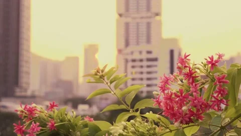 View on tropical flowers with orange sky and modern skyscrapers on background Видео 214848019
