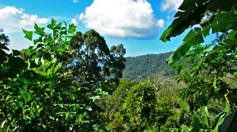 View of the tropical forest and mountains Video stock 33473679